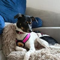 Wirbelwind Smilla sucht ihre Menschen, Hündin zur Adoption