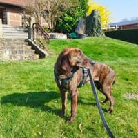 Dino 💕zauberhafter Schatz auf PS in Nds, Hund zur Adoption