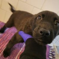 Kivi sucht seine Familie, Hund zur Adoption