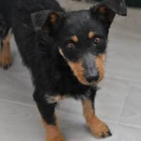 Darf Teodora Ihr Leben bereichern?, Hündin zur Adoption