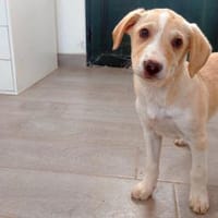 Geben Sie Aurelia eine Chance?, Hündin zur Adoption