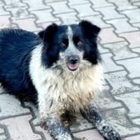 Freundliche Enka sucht ihr Zuhause, Hündin zur Adoption