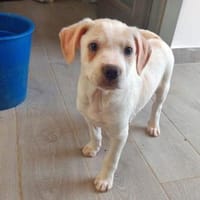 Arno möchte zu Ihnen gehören, Hund zur Adoption