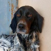 Brina sucht liebe Menschen, Hündin zur Adoption