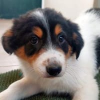 Süße Aida sucht Zuhause, Hündin zur Adoption