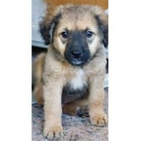 Sun möchte zu Ihnen gehören, Hund zur Adoption