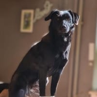 Sookie sucht ihr Für-immer Zuhause..., Hündin zur Adoption