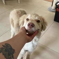 Rocky, lieber Welpe sucht Zuhause, Hund zur Adoption