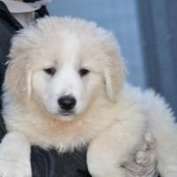 Nori sucht sein Zuhause, Hund zur Adoption