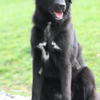 Lassie sucht ein erfahrenes Zuhause., Hündin zur Adoption