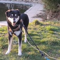 Simba möchte endlich gesehen werden, Hund zur Adoption