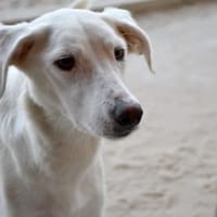 Liebenswerte Oya sucht Zuhause, Hündin zur Adoption