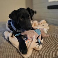 JINNY 💚💚💚 freundliches Hundemädchen, Hündin zur Adoption