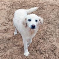 Billo wünscht sich eigene Familie, Hund zur Adoption