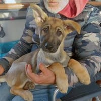 Darf Mal an Ihrem Leben teilhaben?, Hund zur Adoption