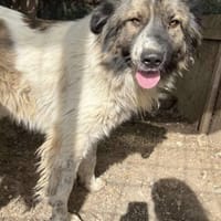 MARTHA auf PS in 65... Mudershausen, Hündin zur Adoption