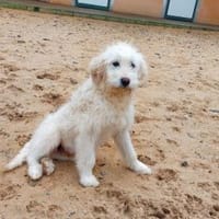 Enges Familienumfeld für Birillo gesucht, Hund zur Adoption