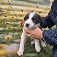 Gizmo auf Pflege in Falkensee, Hund zur Adoption