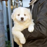 Wem darf Noah sein Herz schenken?, Hund zur Adoption