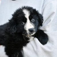 Geben Sie Nepal ein Zuhause?, Hündin zur Adoption