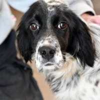 Liebe Menschen für Tanca gesucht, Hündin zur Adoption