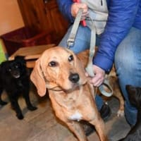 Aldo möchte seine Chance nutzen, Hund zur Adoption