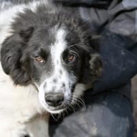 Geben Sie freundlichem Loki ein Zuhause?, Hund zur Adoption