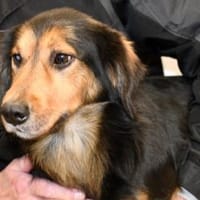 Lucky wünscht sich richtiges Zuhause, Hund zur Adoption