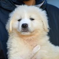 Körbchen für Nekkar gesucht, Hund zur Adoption