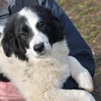 Übernehmen Sie Verantwortung für Landro?, Hund zur Adoption