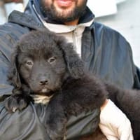 Schönes Zuhause für Nutella gesucht, Hündin zur Adoption