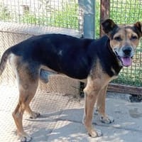 Nehmen Sie Butz bei sich auf?, Hund zur Adoption