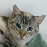 BRUME, chatte à adopter