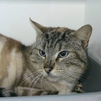 NUAGE, chat à adopter