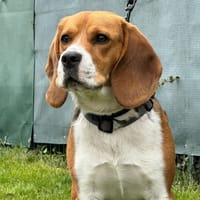 GAMIN, chien à adopter