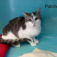 Patchou, chat à adopter