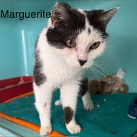 Marguerite, chatte à adopter