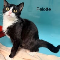 Pelotte, chatte à adopter