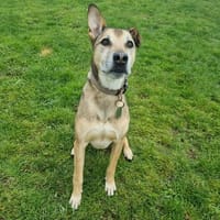 SASKA, chien à adopter