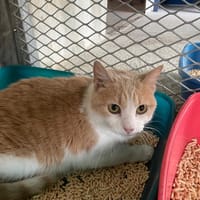 SUNDAY réservée, chatte à adopter