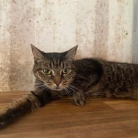 ZIVA, chatte à adopter