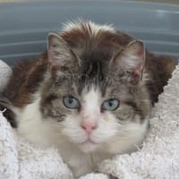 LESLIE, chatte à adopter