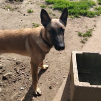 APOLLO, chien à adopter