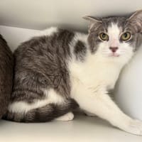 BATMAN, chat à adopter