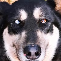 BLUE, chienne à adopter