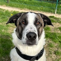 HORUS, chien à adopter