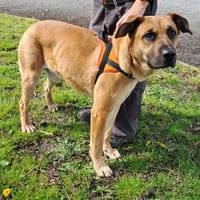 JEFF, chien à adopter