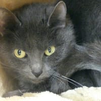 HARMONY, chatte à adopter