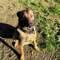 bahya, chienne à adopter