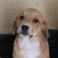 MAA 3582, chien à adopter